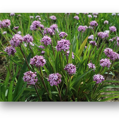 前沿合作︱岛津GCMSMS填补甘松中倍半萜类化合物的生物合成途径研究空白