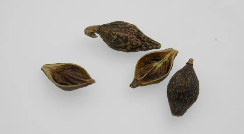 岛津2025年版《中国药典》首次收载分析技术丨成像质谱显微镜在中药研究应用专辑-野生和栽培药材比较研究案例盘点